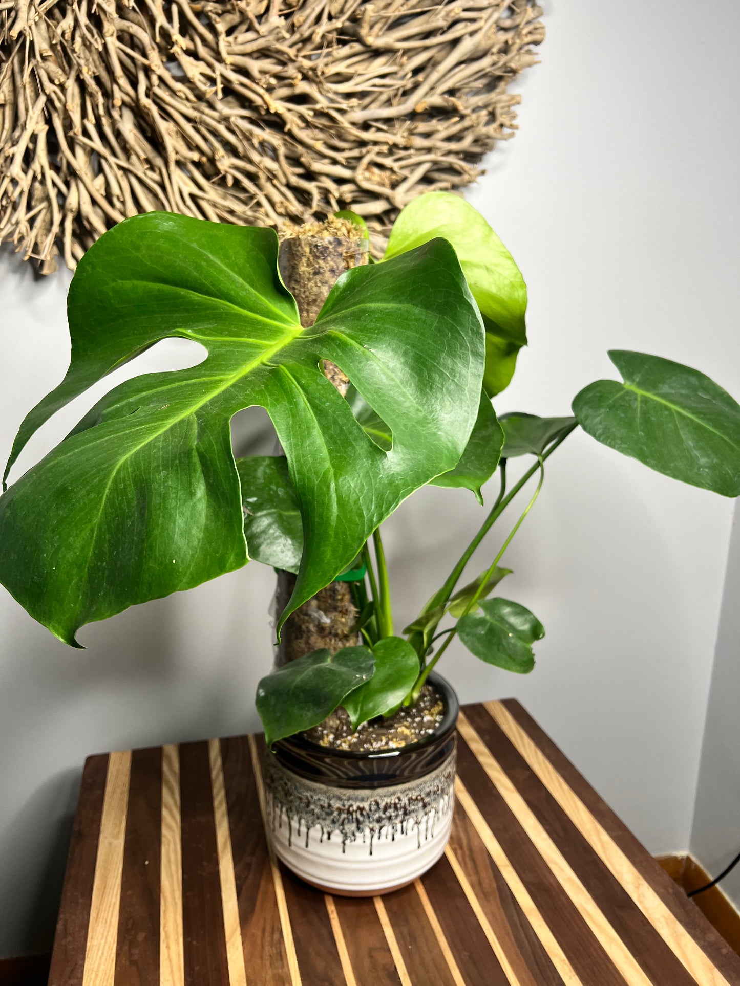 Repot Monstera with a Moss pole