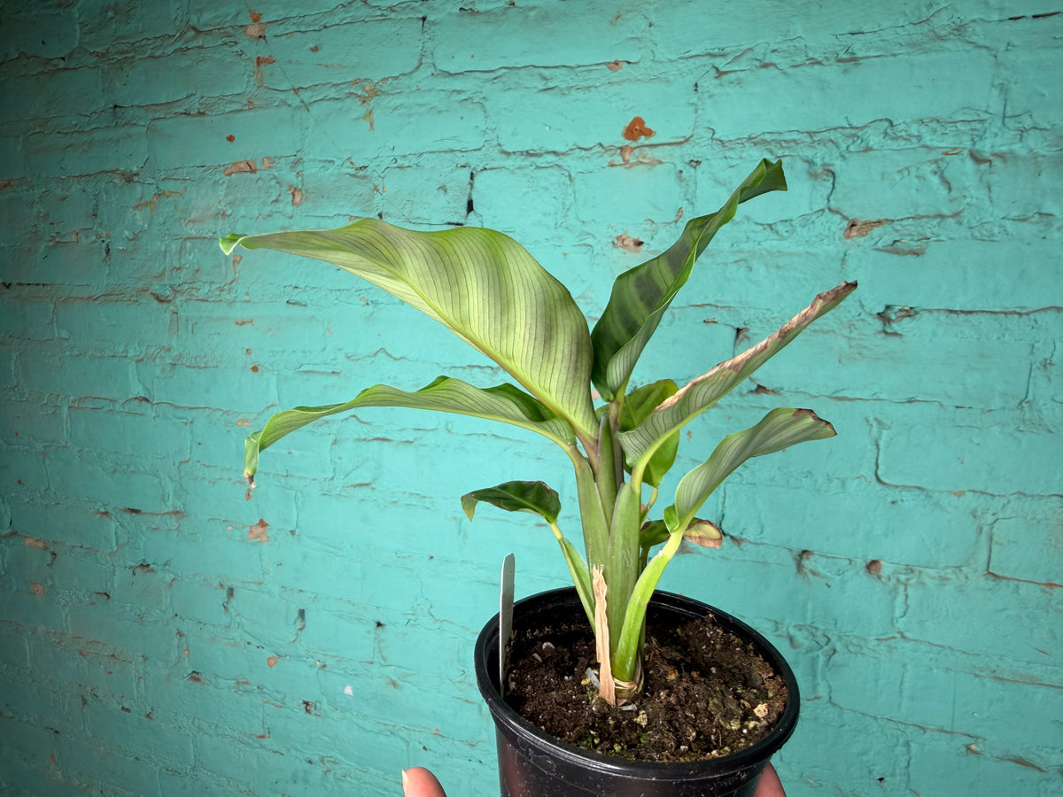 Calathea- Zebrina 4”