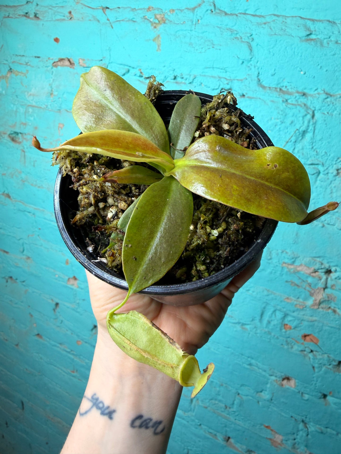 Nepenthes Pitcher Plant “Gaya” 4”