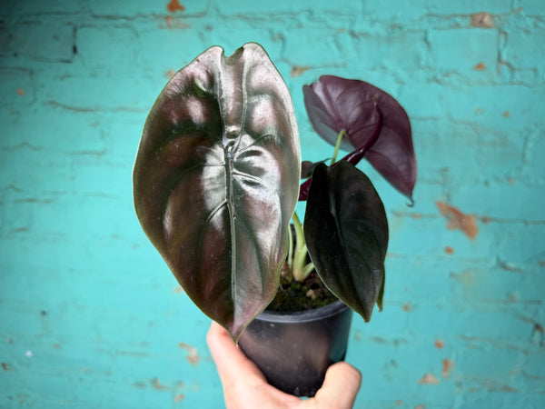 Alocasia Cuprea 4”