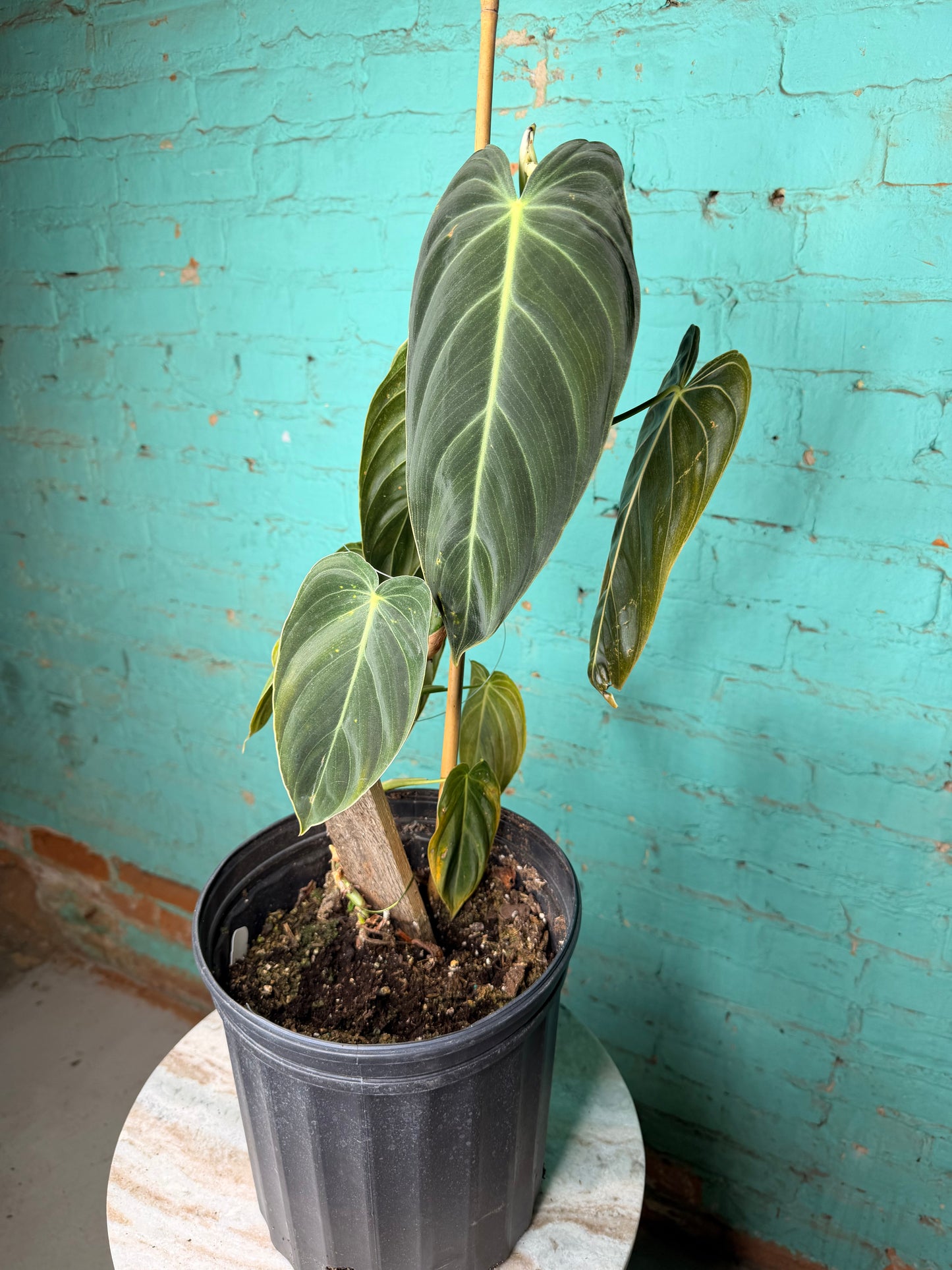 Philodendron Melanochrysum (Black and Gold)Trellis 10”