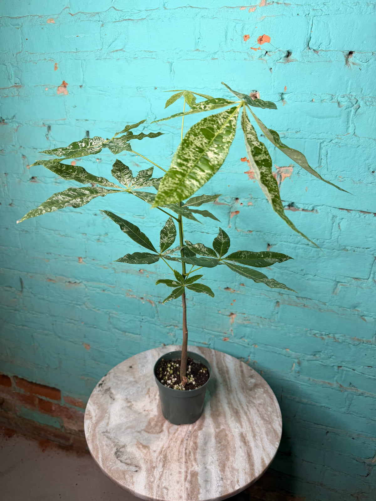 Money Tree Variegated 4”