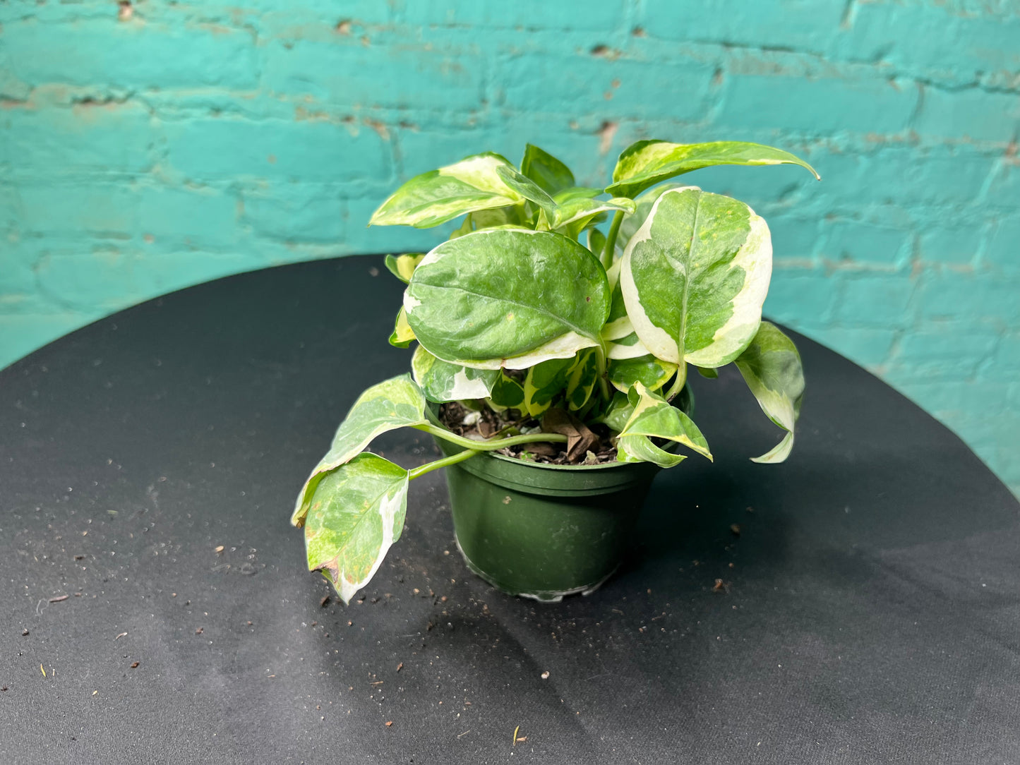 Pothos Pearls & Jade 4”