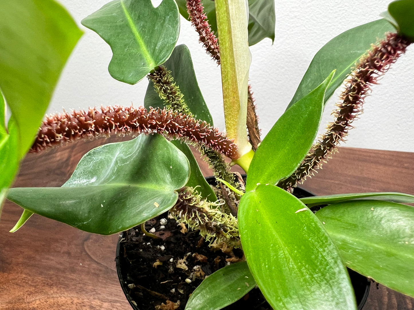 Philodendron Squamiferum