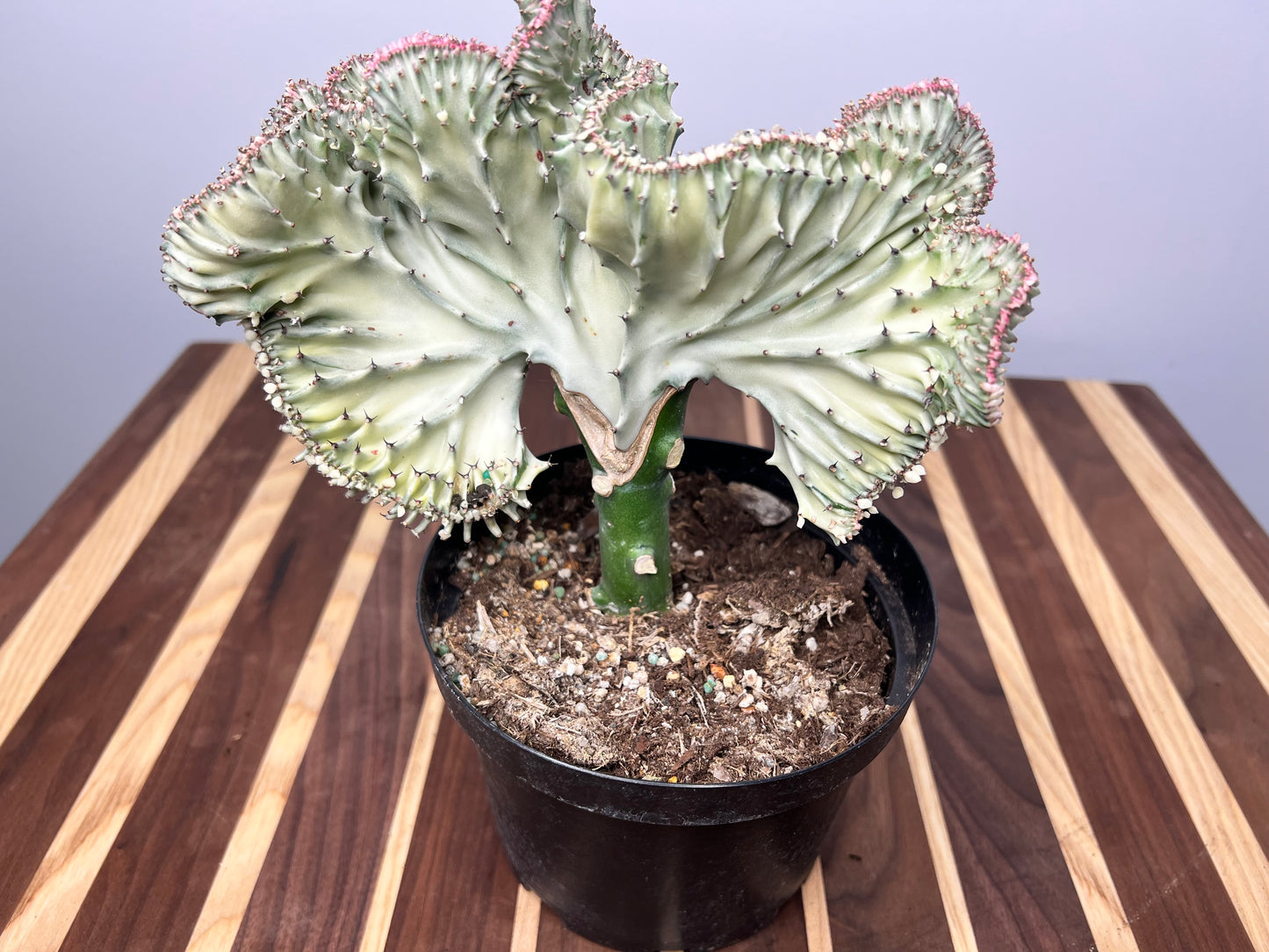 Mermaid Tail- Euphorbia Lactea 6”