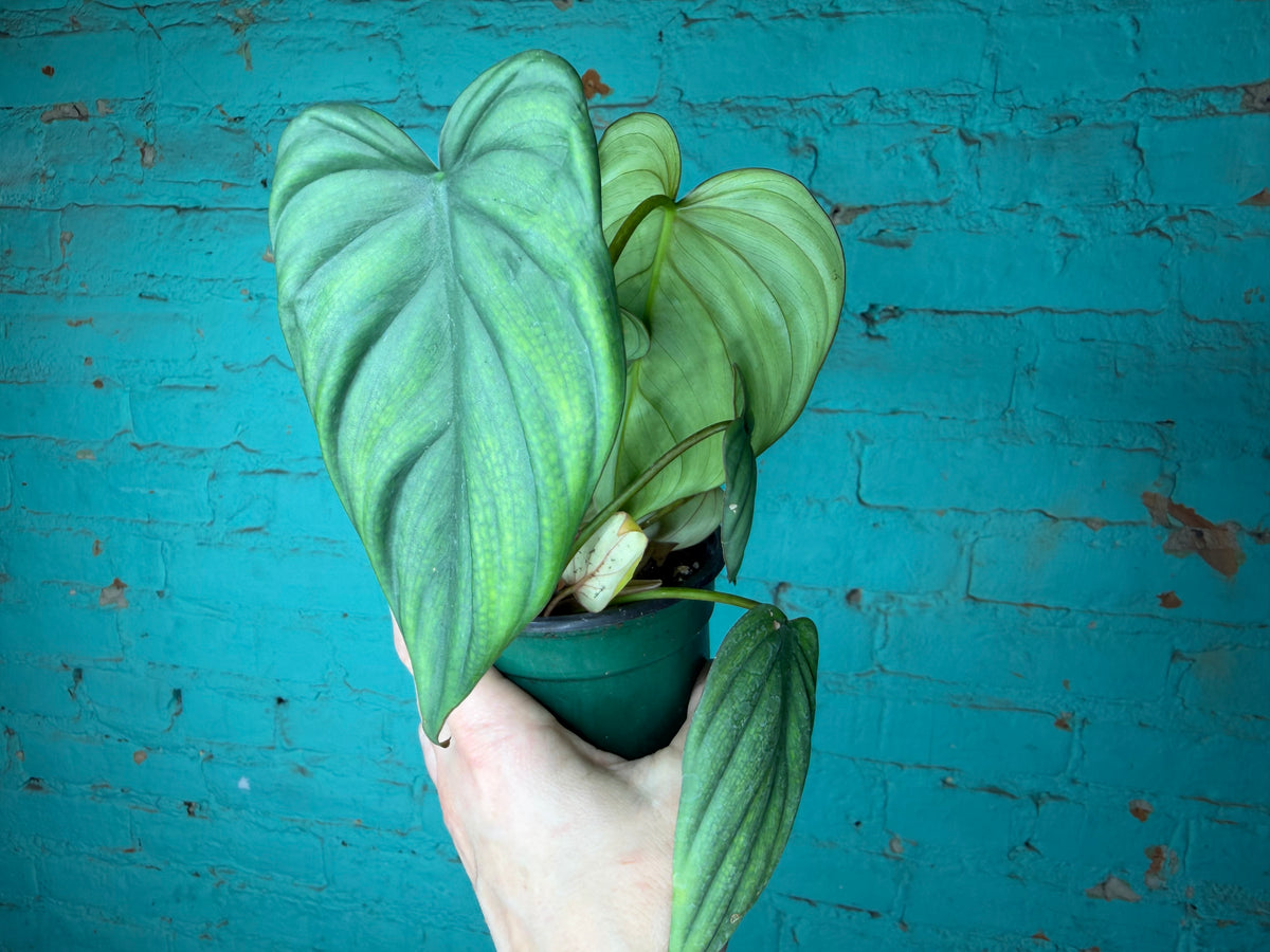 Philodendron Columbia 4”