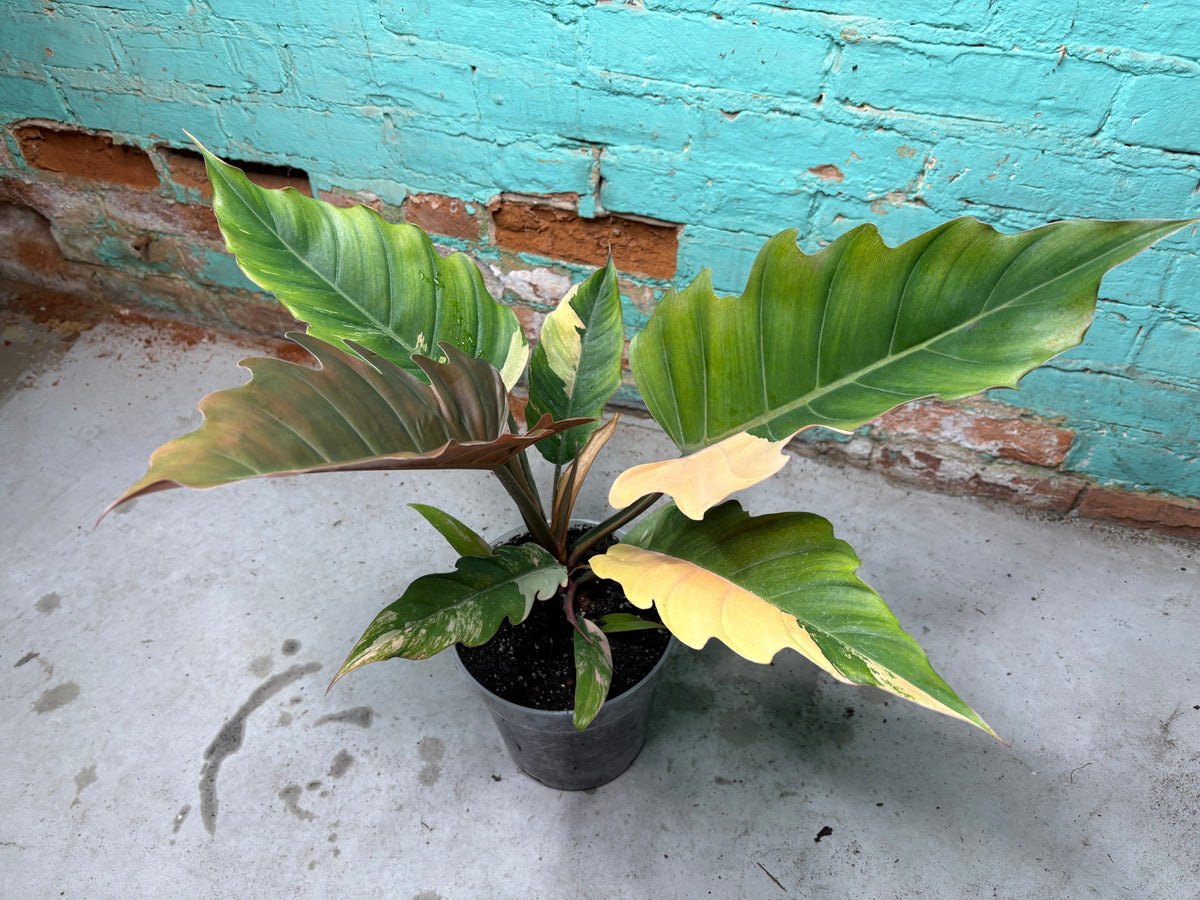 Philodendron Carmel Marble 8”