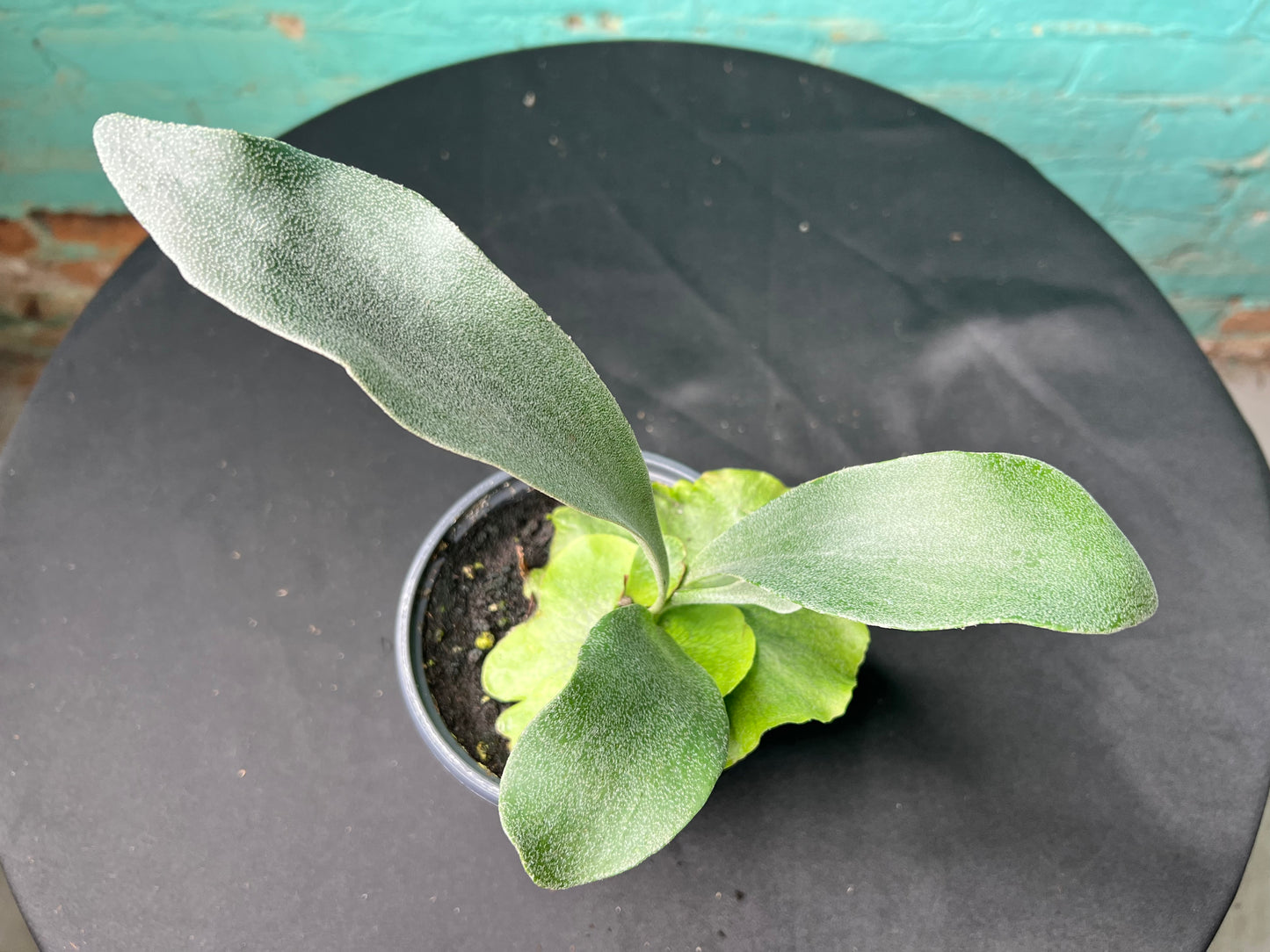 Staghorn fern 4”