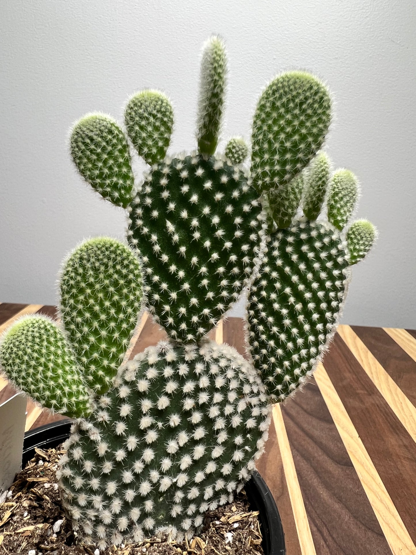 Prickly pear -Bunny ears 4”