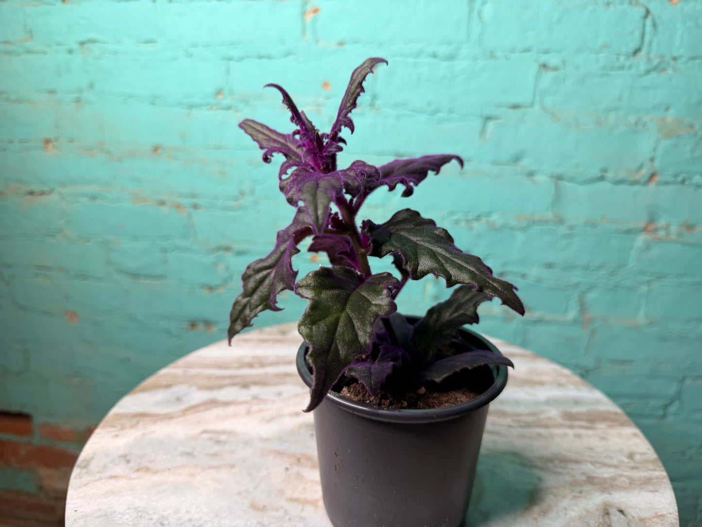 Purple Passion Plant 4”