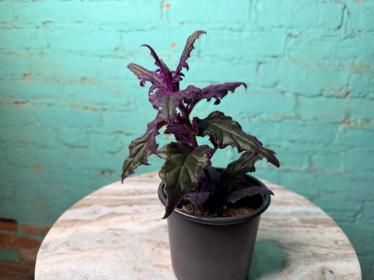 Purple Passion Plant 4”