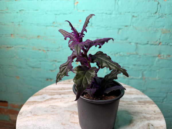 Purple Passion Plant 4”