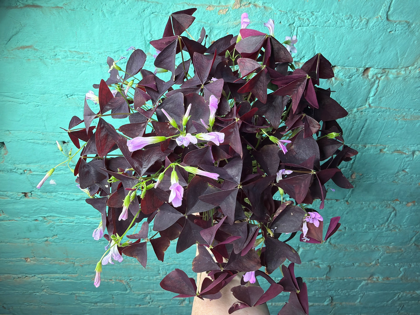 Oxalis Purple Shamrocks4”