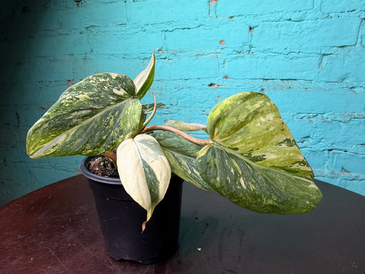 Philodendron Gloriosum Variegated Type 2  4”