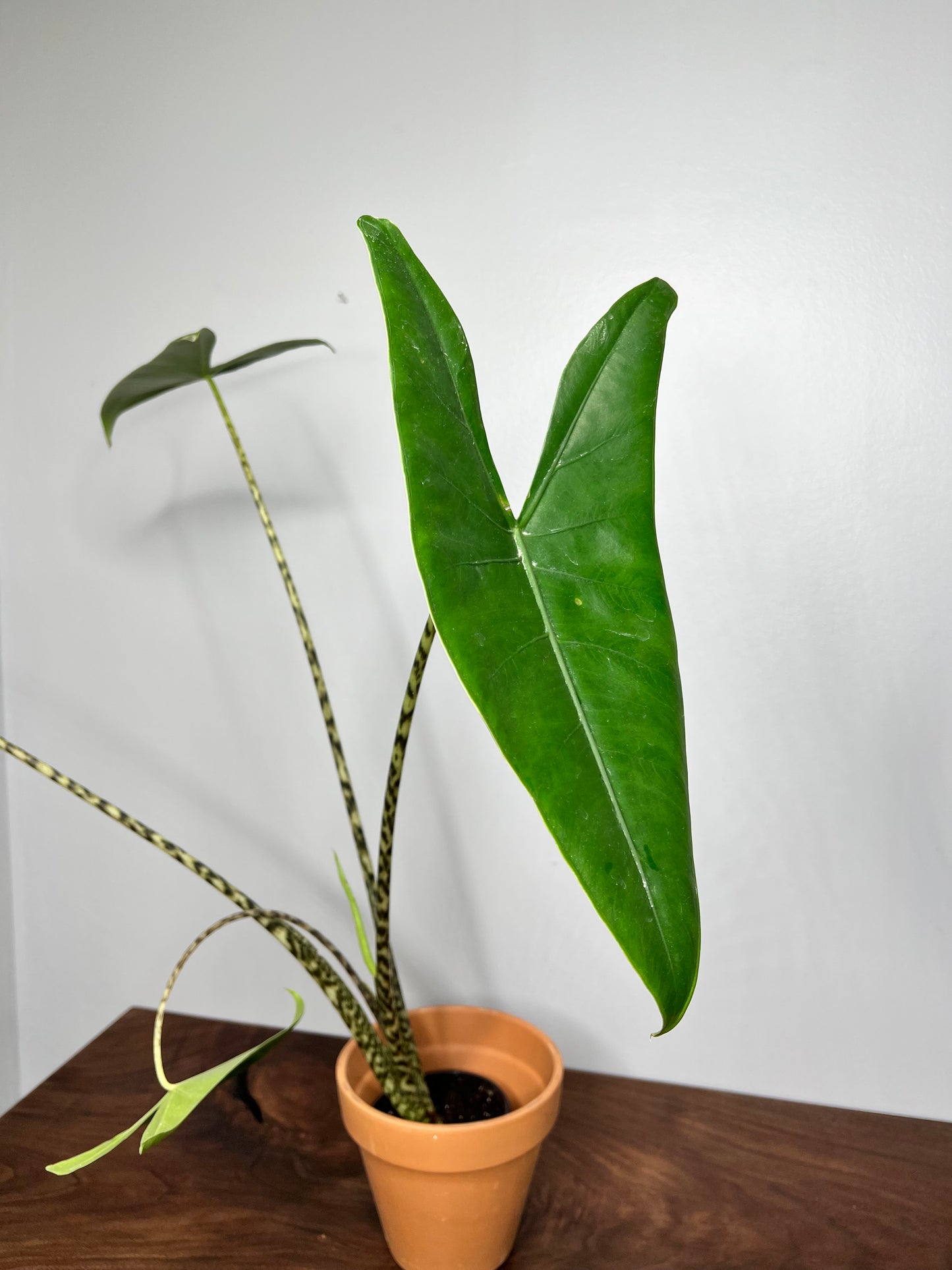 Alocasia-(Zebrina) Tigrina Superba 4”