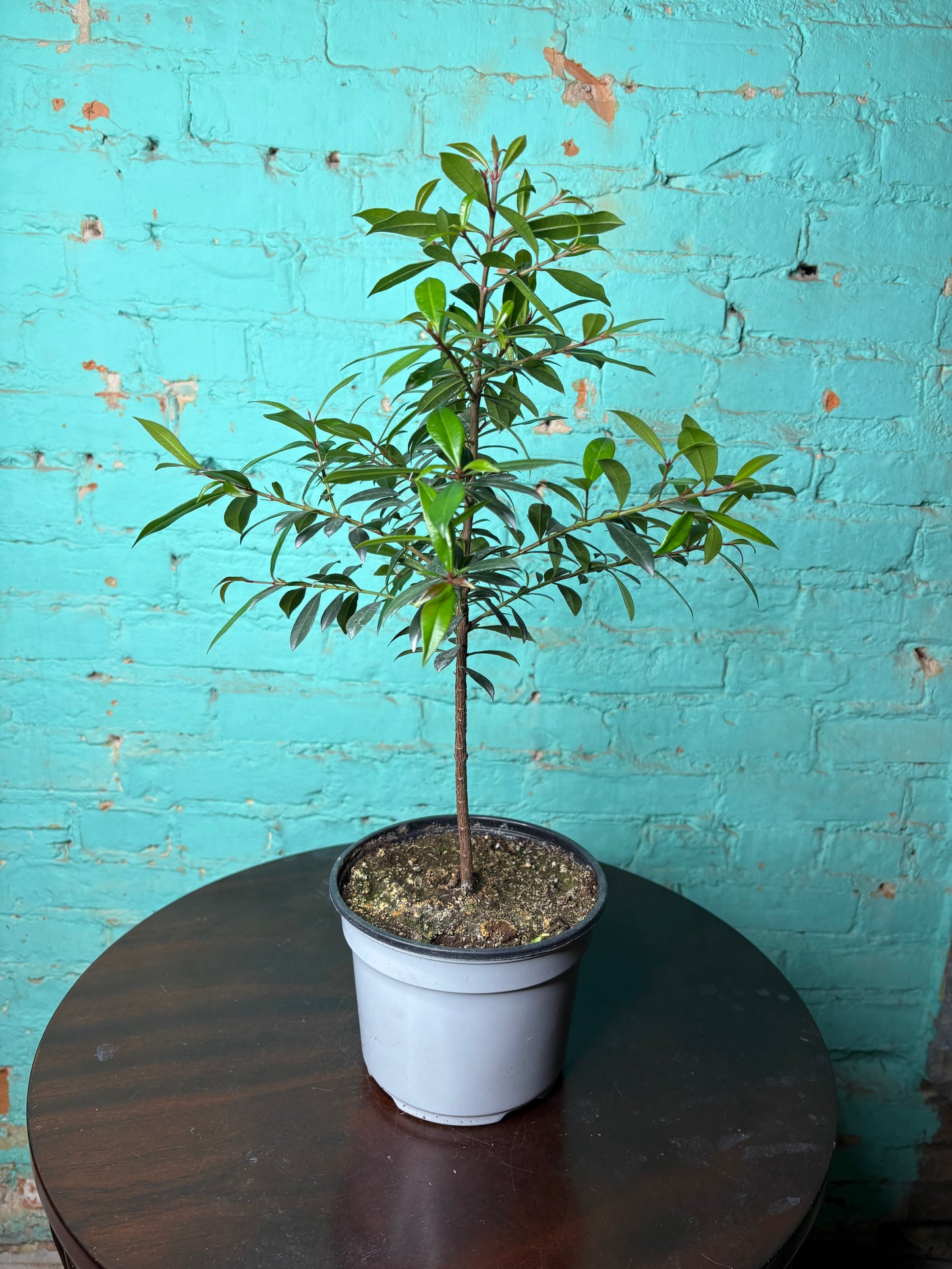 Magenta Cherry Tree 6”
