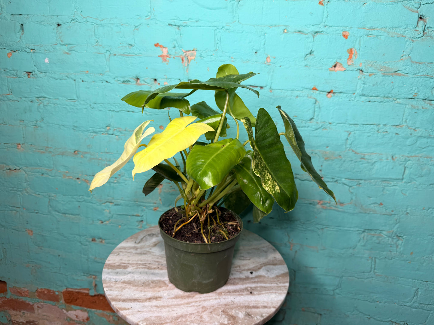 Philodendron Burle Marx Variegated 6”