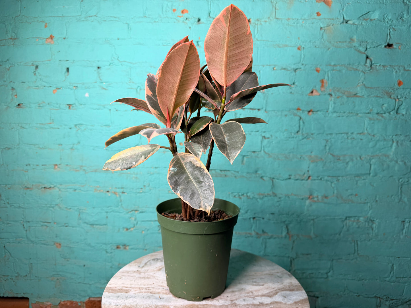 Rubber Plant-Ruby variegated pink 6”