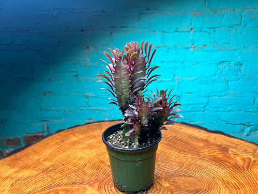 Euphorbia Trigonia Red 4”