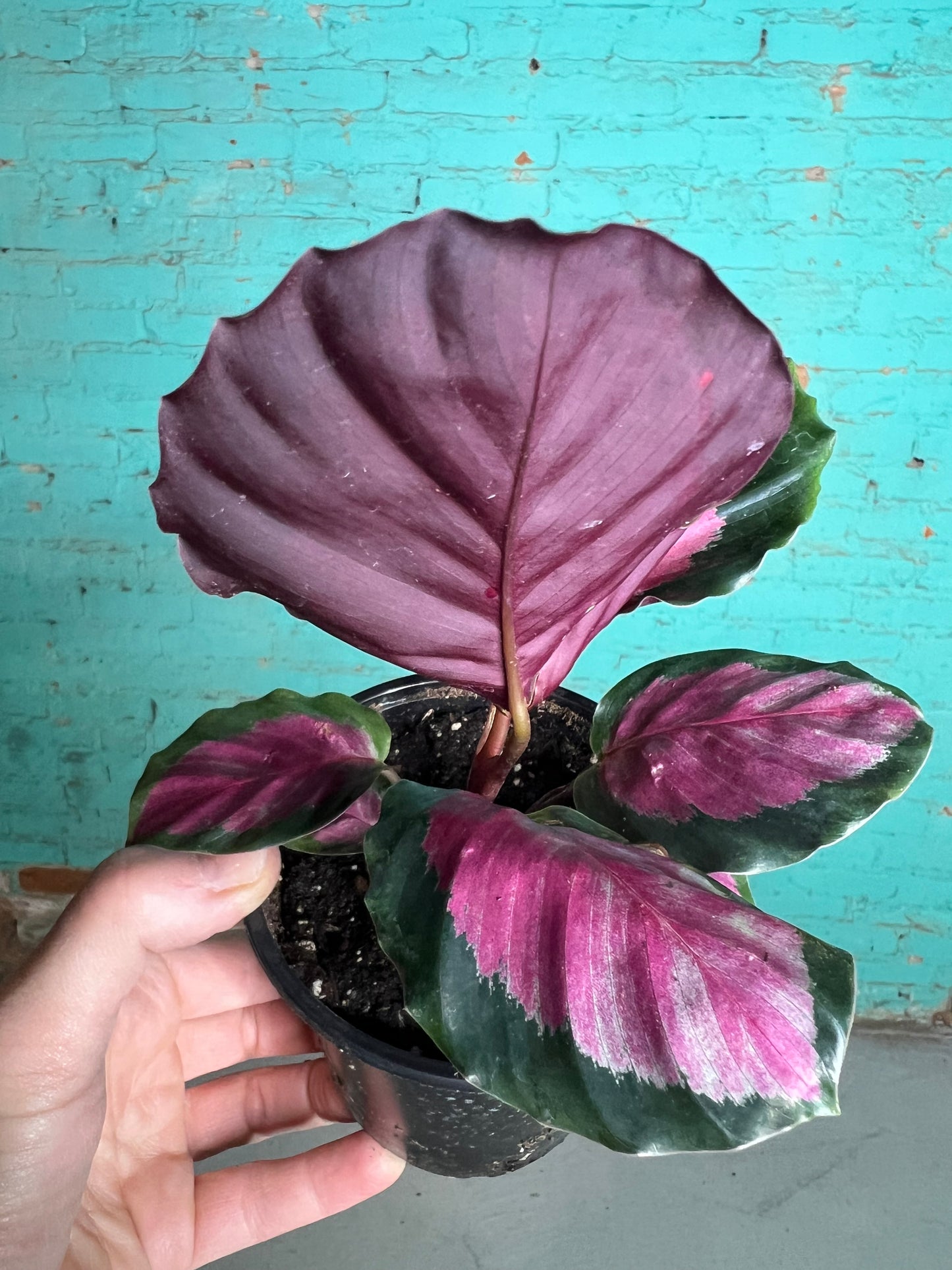 Calethea Roseopicta 4” Rose