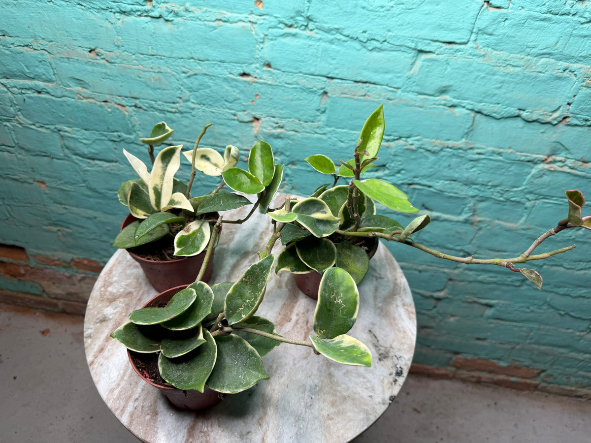 Hoya Carnosa Albo 4”