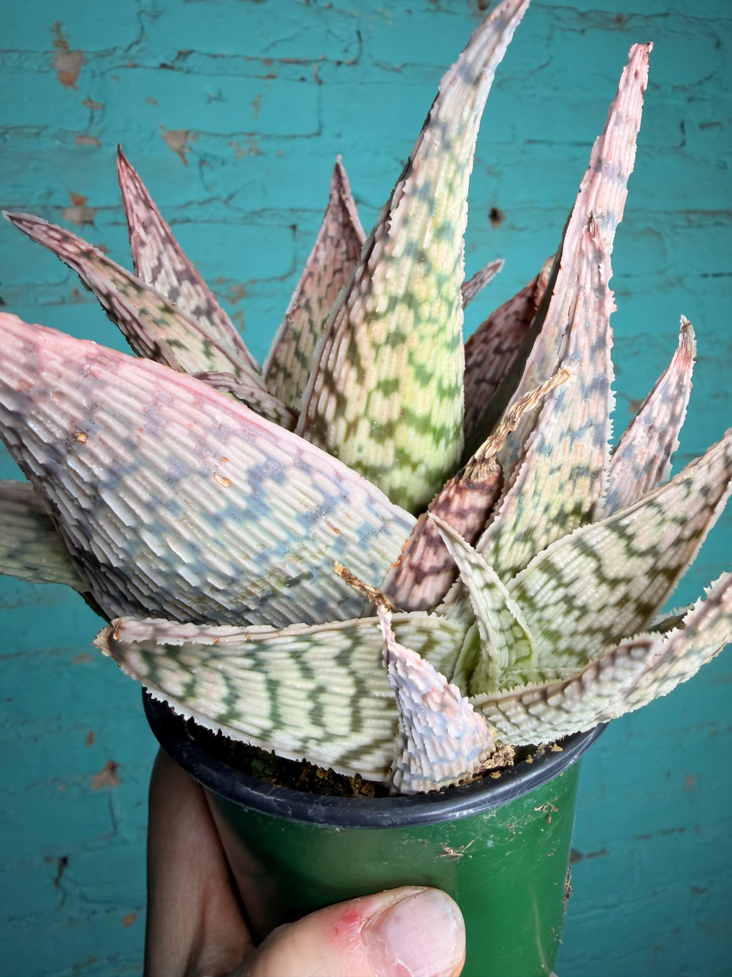 Cosmo Aloe pink 4”