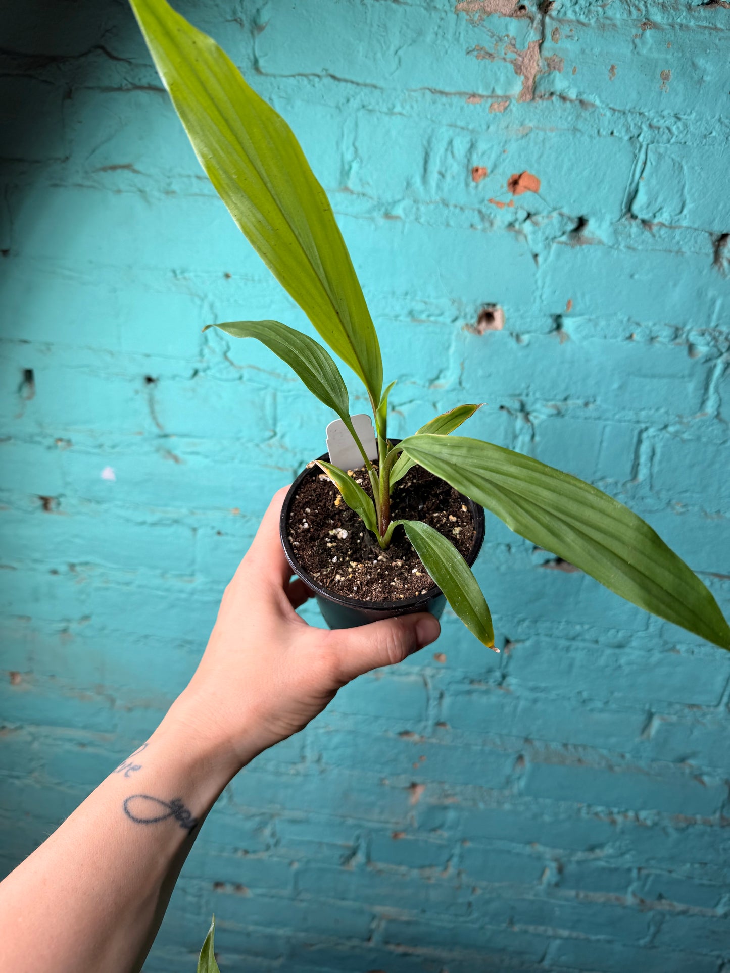 Curcuma “Thaispice Red” 4”