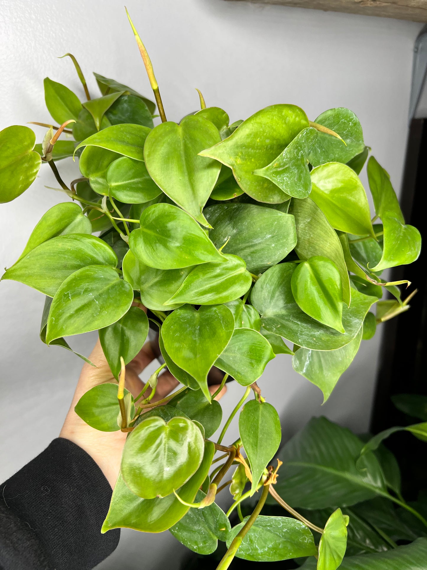 Philodendron heart leaf 6”