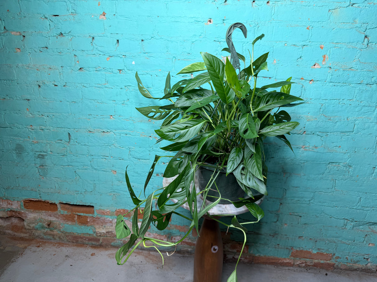 Monstera Adansonii ‘Swiss Cheese’ Wide Form 8” basket