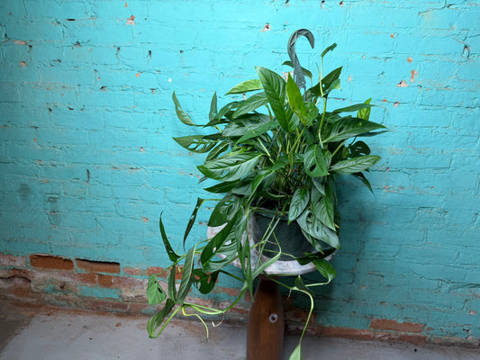Monstera Adansonii ‘Swiss Cheese’ Wide Form 8” basket