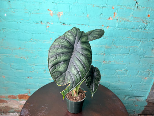 Alocasia Dragon Scale 4”