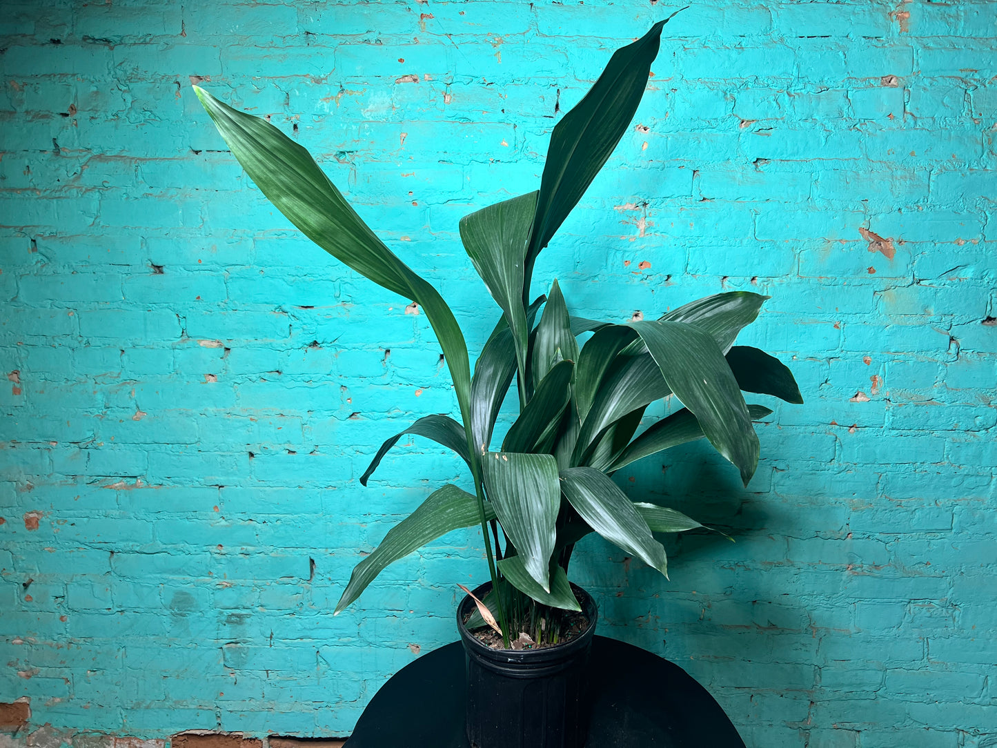 Cast Iron Plant 8”