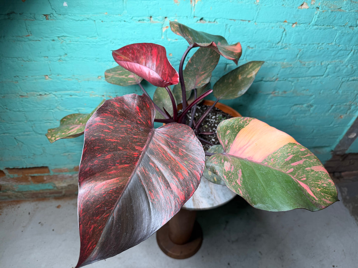 Philodendron Orange Princess 8”