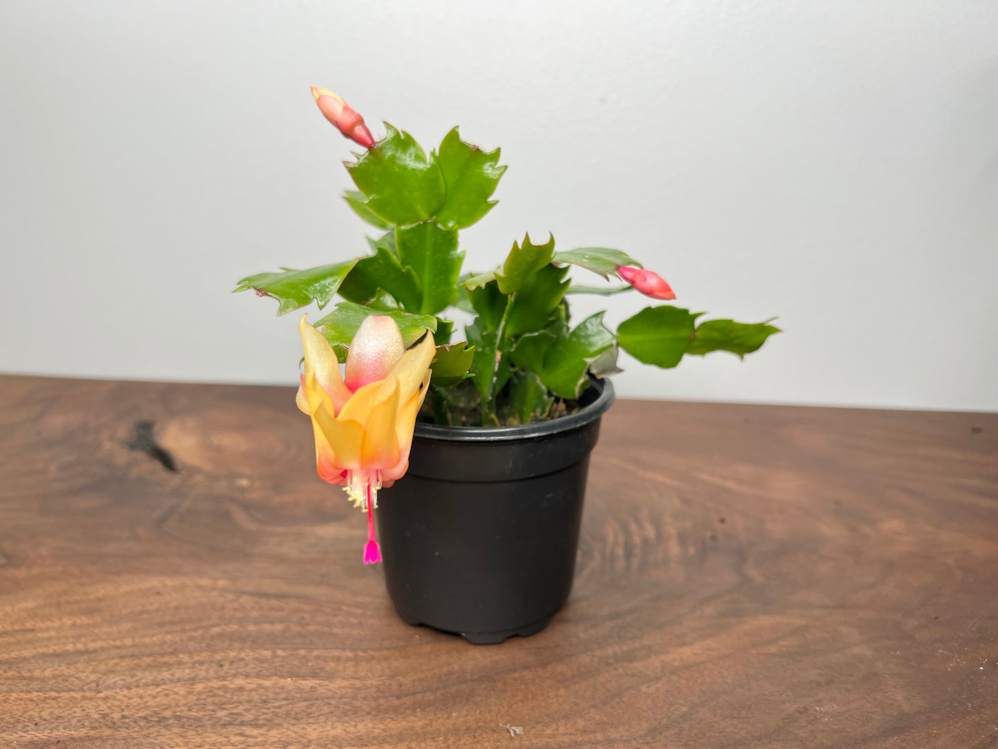 Thanksgiving Cactus 4”