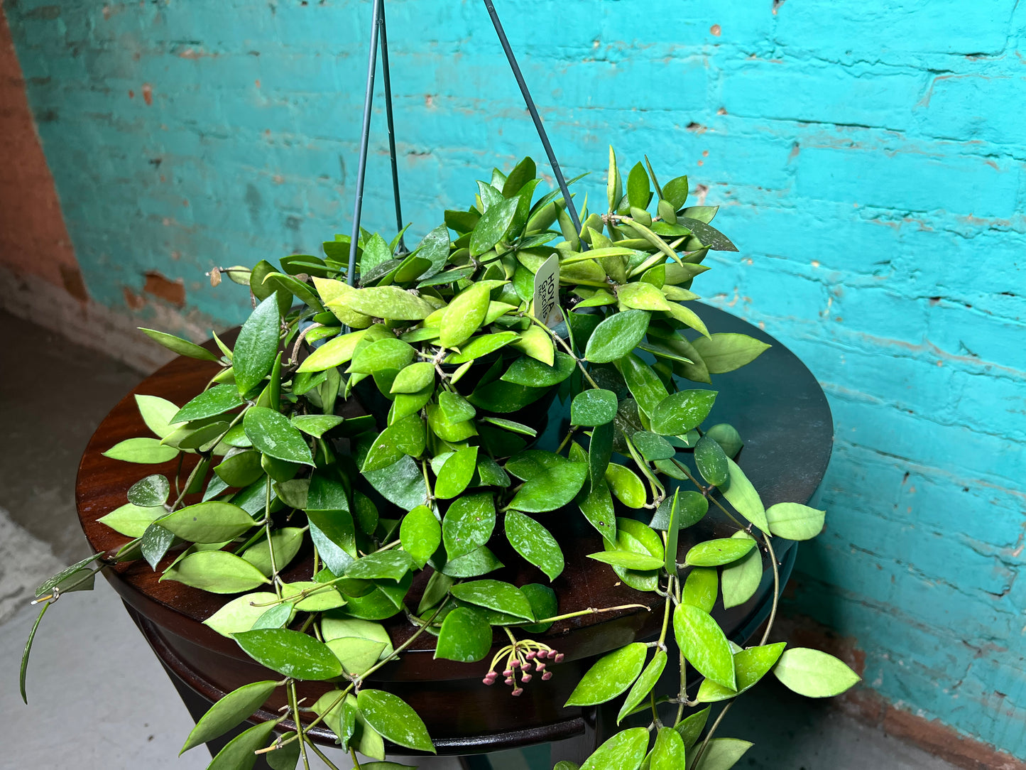 Hoya-Gracillis 6” Basket