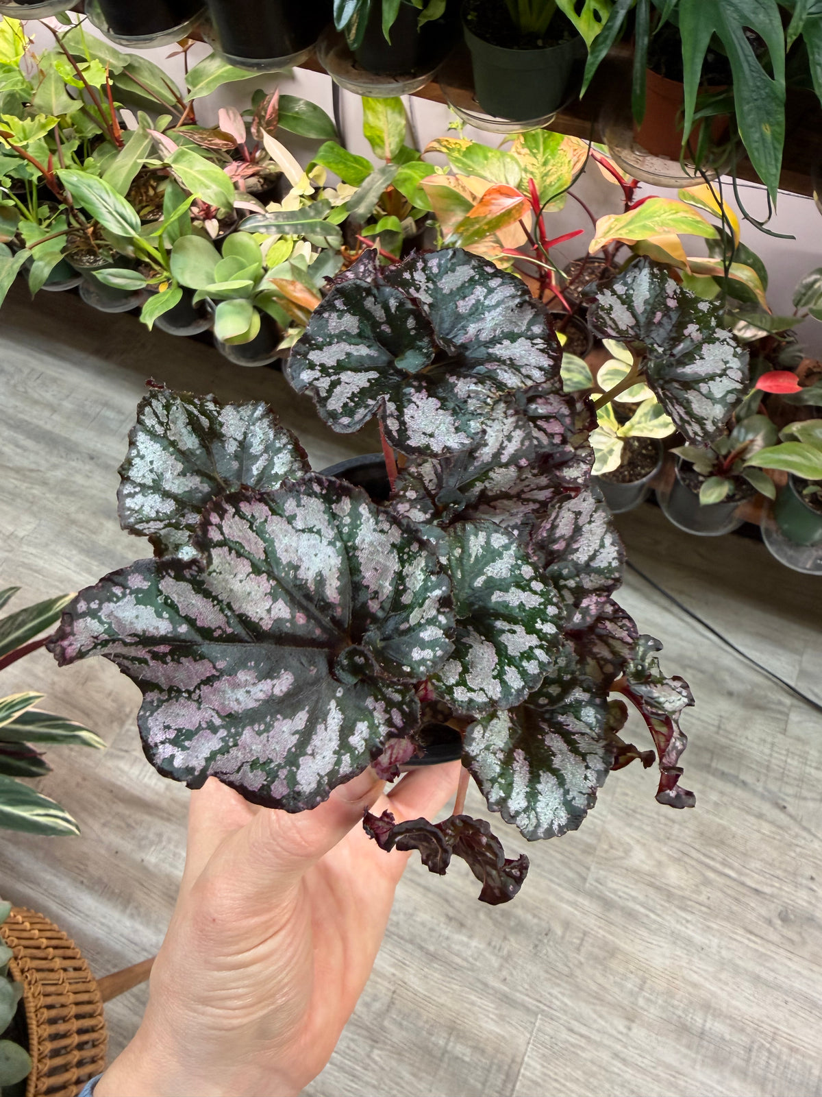 Begonia Rex 4”