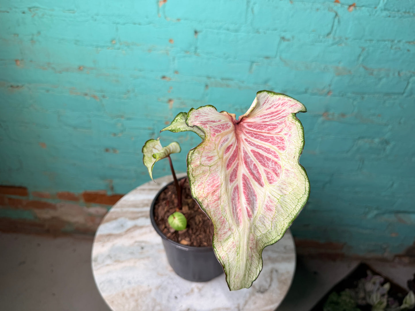 Caladium 6” White Lighting