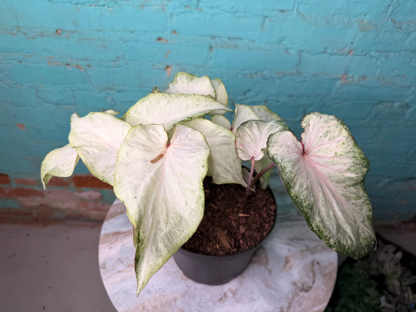 Caladium 6” ‘Ivory Lighting’