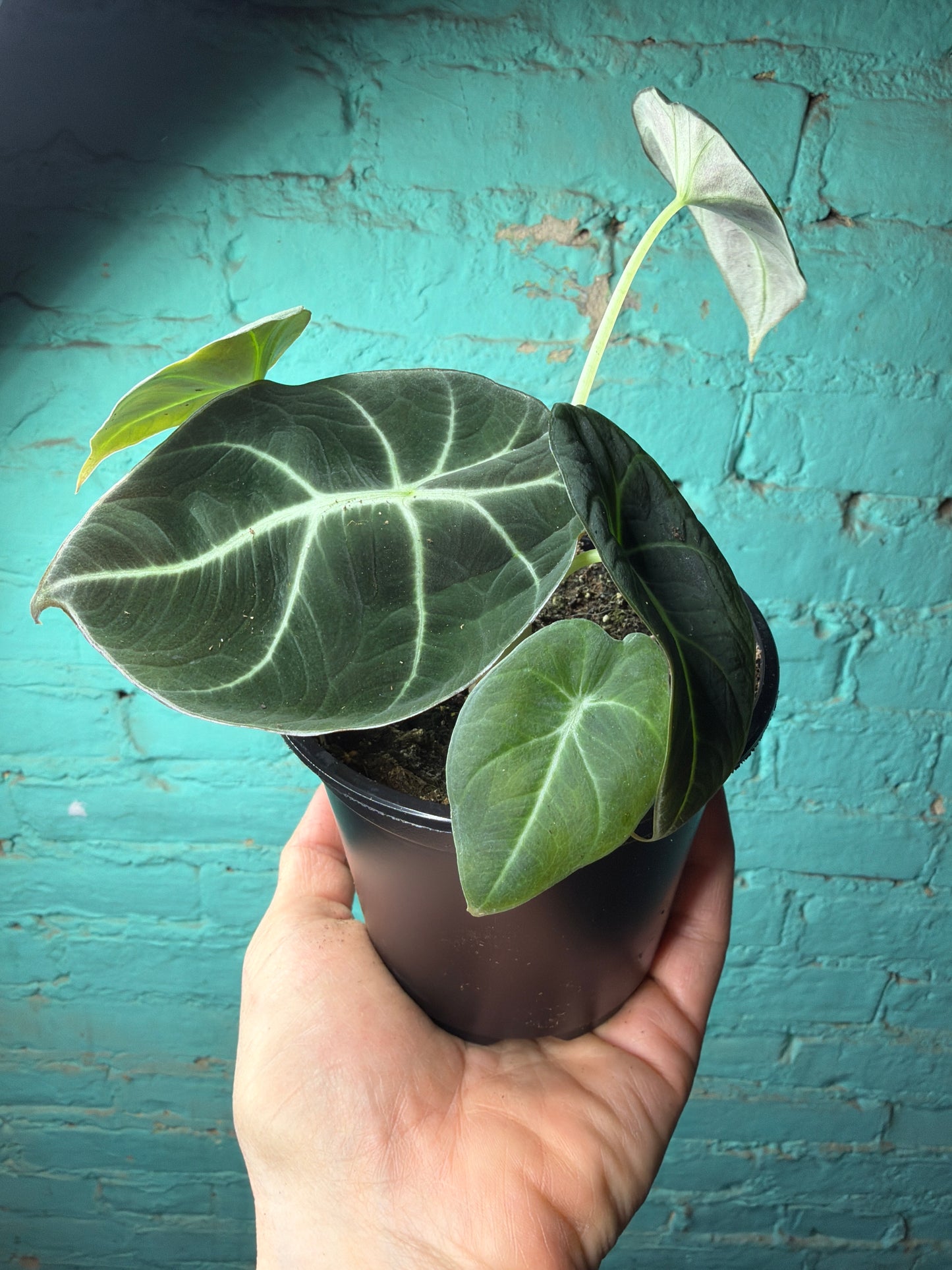 Alocasia-Black Velvet 4”