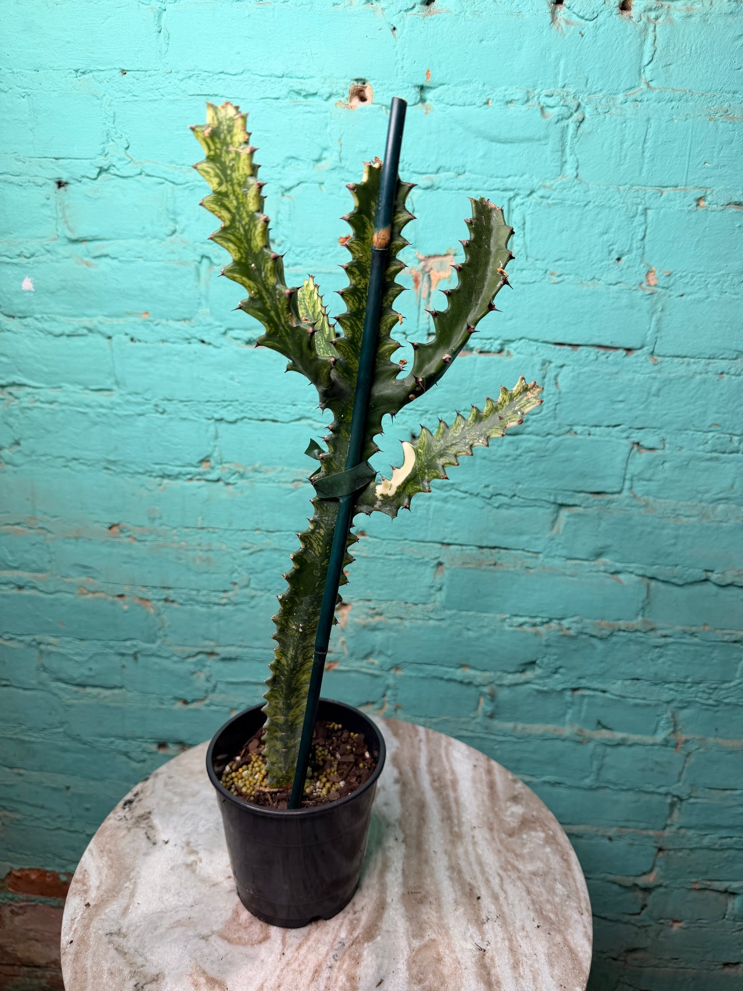 Euphorbia Trigonia Variegated 4”