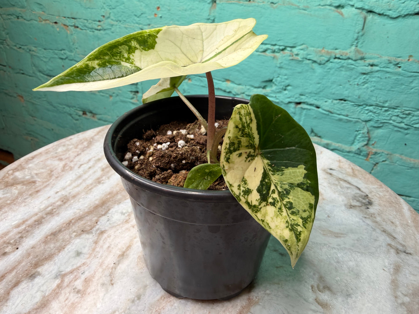 Alocasia Scalprum Aurea 4”