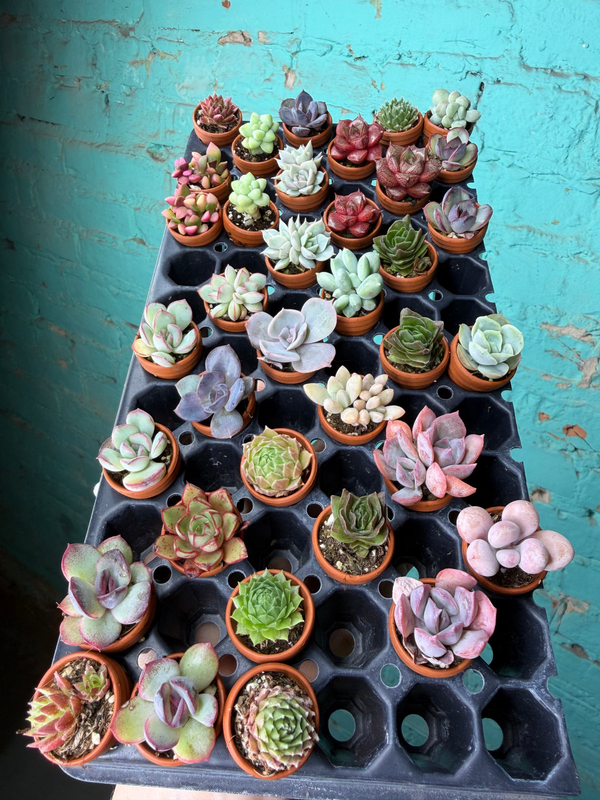 Succulent Thimble clay 1”