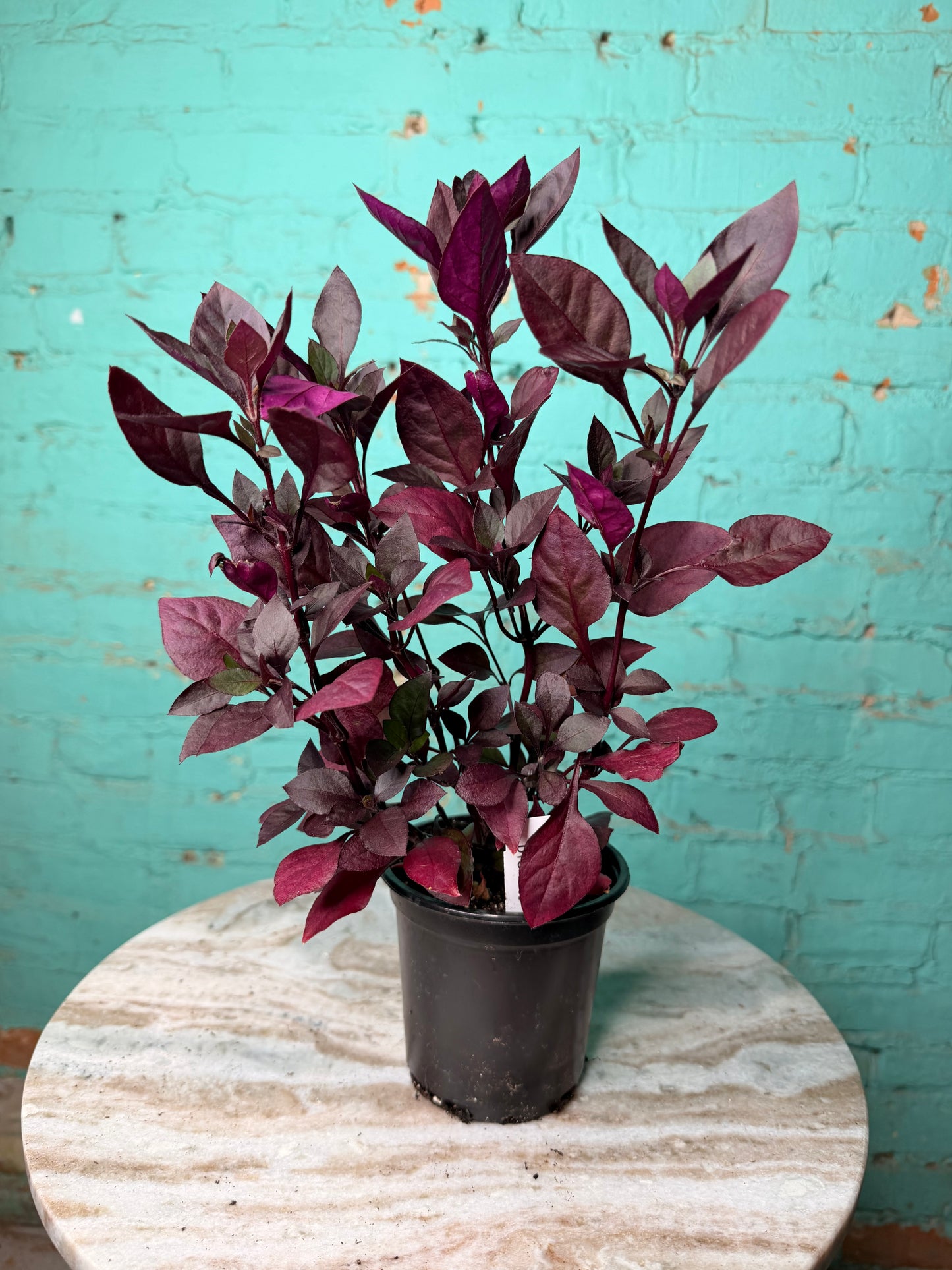 Alternanthera ‘Choco Chili’