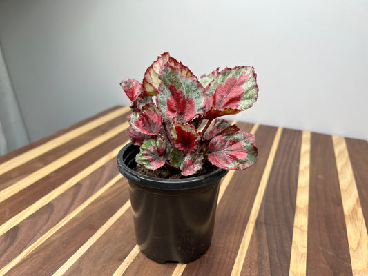 Begonia Spitfire King
