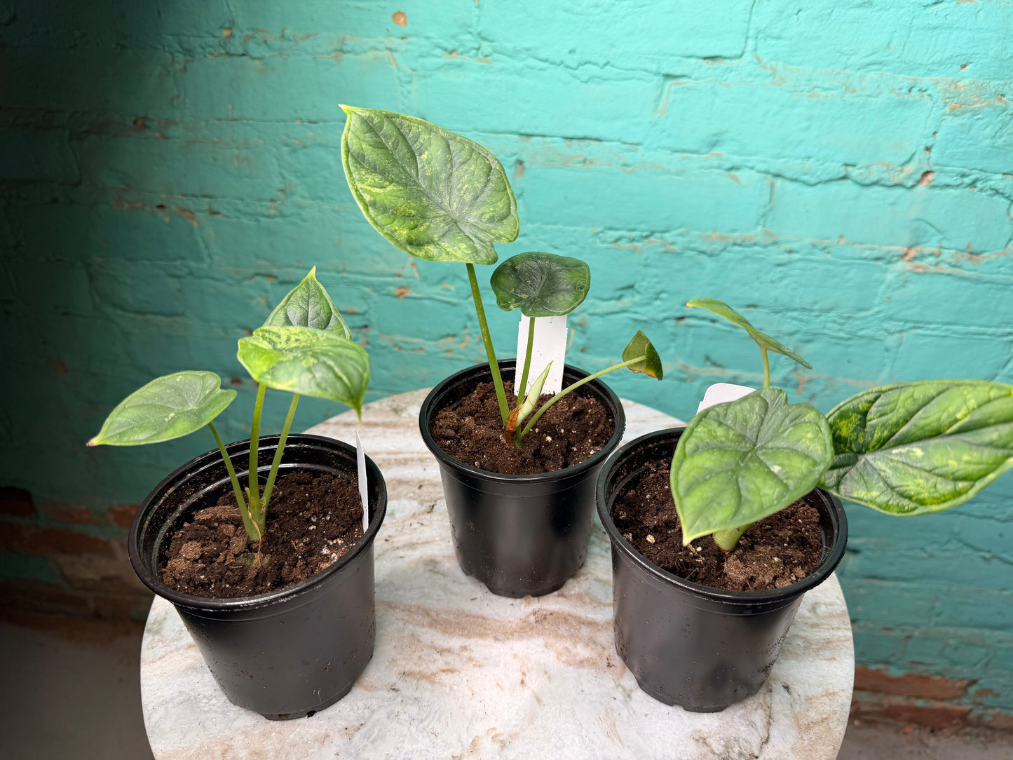 Alocasia Dragon Scale Mint 4”