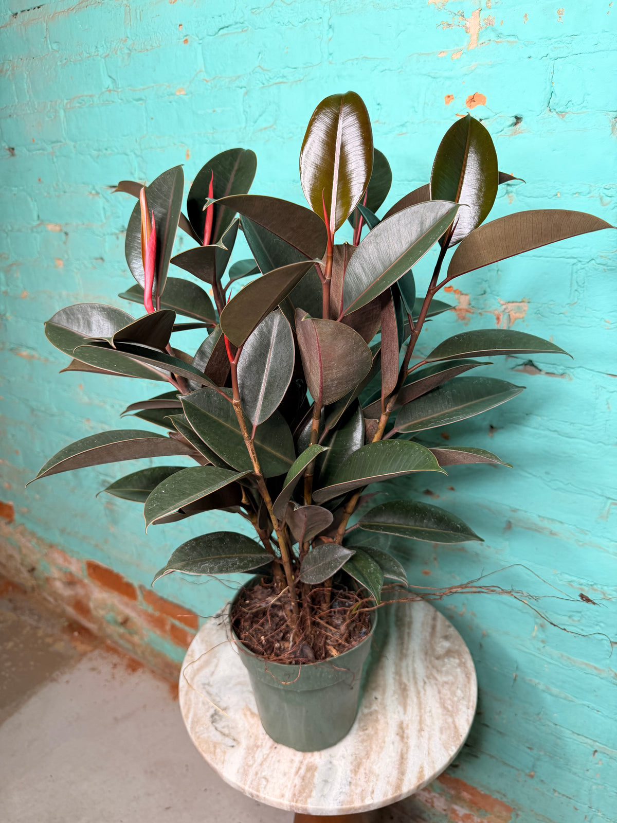 Ficus Elastica- Rubber Tree burgundy 6”