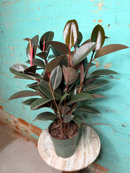 Ficus Elastica- Rubber Tree burgundy 6”