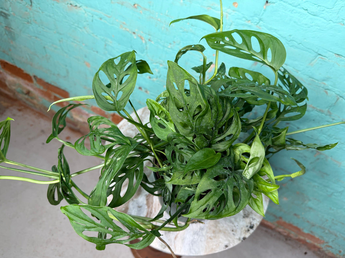 Monstera Adansonii ‘Swiss Cheese’ 6”