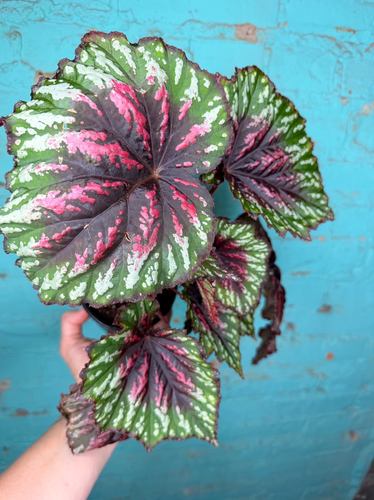 Begonia T-Rex ‘Painted’ (larger)