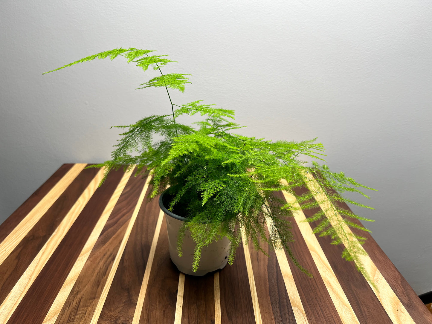 Asparagus Fern